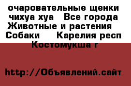 очаровательные щенки чихуа-хуа - Все города Животные и растения » Собаки   . Карелия респ.,Костомукша г.